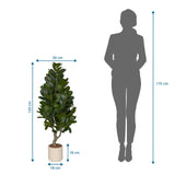 Måttskiss för Konstgjorda växter Garcinia med en höjd på 120 cm och bredd på 50 cm från hjh OFFICE