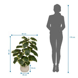 Måttritning av de Konstgjorda växter Ficus 3 med en höjd på 85 cm och bredd på 60 cm från hjh OFFICE