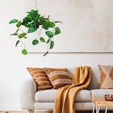 Grön Konstgjorda växter MONSTERA CLIMB som hängande växt framför en ljus vägg från hjh OFFICE