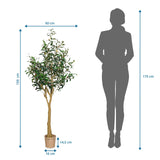Måttskiss av Konstgjorda växter OLIVE II med en höjd på 150 cm och bredd på 60 cm från hjh OFFICE