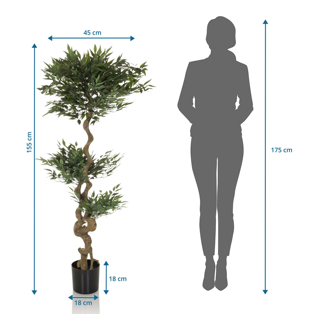 Måttskiss av Konstgjorda växter ACACIA med en höjd på 155 cm från hjh OFFICE