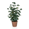 Konstgjorda växter Eucalyptus i grön färg med runda blad i en brun lerkruka från hjh OFFICE