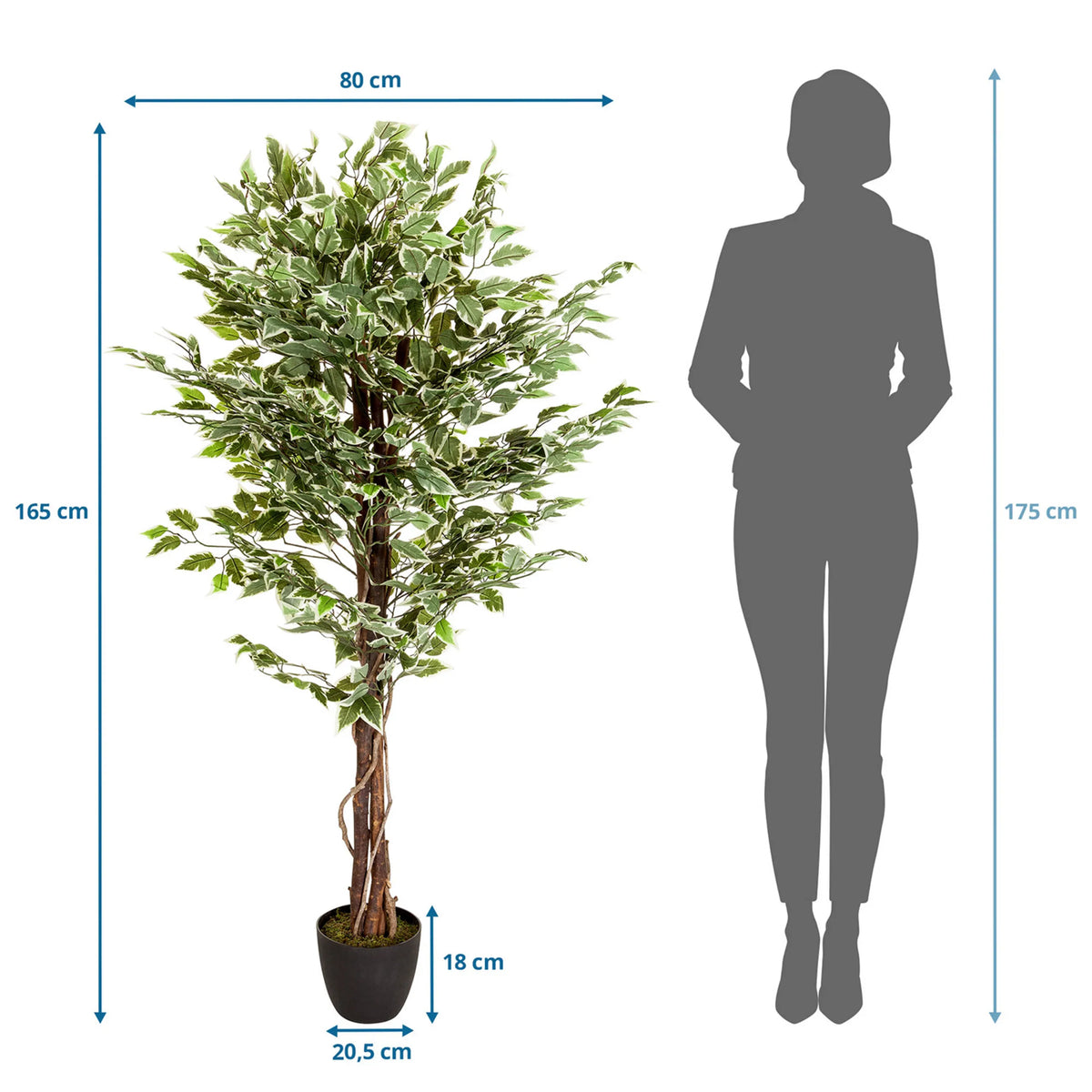 Måttritning av Konstgjorda växter FICUS med en höjd på 165 cm och bredd på 80 cm från hjh OFFICE