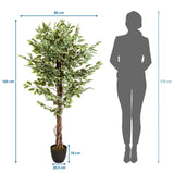 Måttritning av Konstgjorda växter FICUS med en höjd på 165 cm och bredd på 80 cm från hjh OFFICE