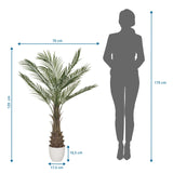 Måttritning av Konstgjorda växter DRACAENA med en höjd på 120 cm och en bredd på 70 cm från hjh OFFICE