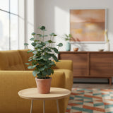 Grön Konstgjorda växter Eucalyptus i en terrakottafärgad kruka på ett sidobord från hjh OFFICE