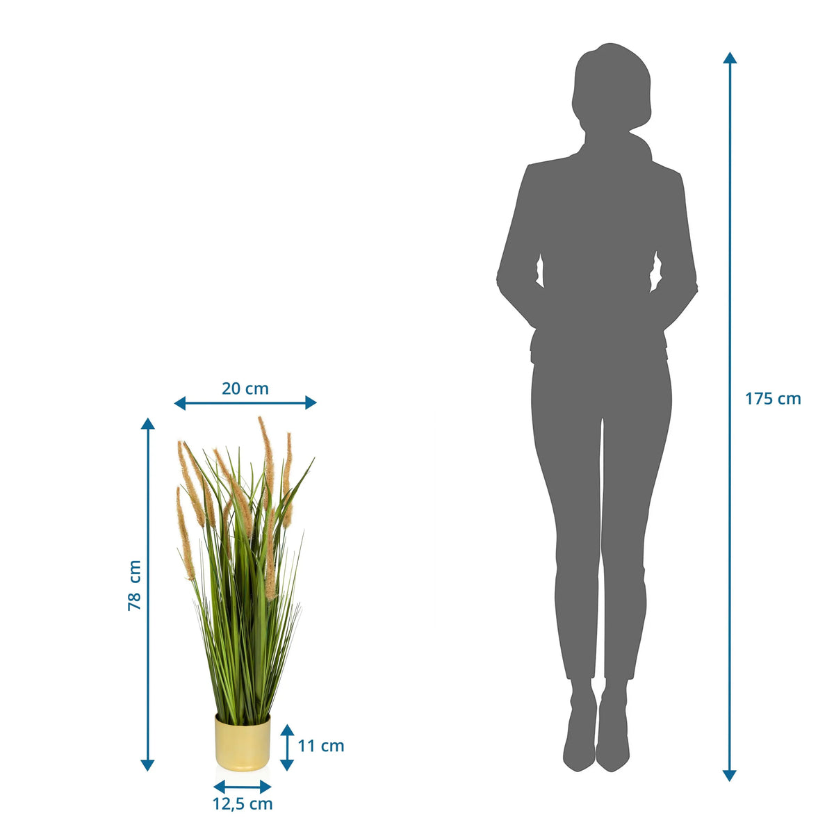 Måttvy av den Konstgjorda växter CORTADERIA I med en total höjd på 78 cm från hjh OFFICE