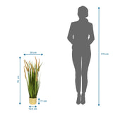 Måttvy av den Konstgjorda växter CORTADERIA I med en total höjd på 78 cm från hjh OFFICE