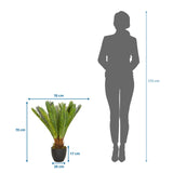 Måttskiss av Konstgjorda växter CYCAS med en höjd och bredd på 70 cm vardera från hjh OFFICE