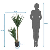 Måttritning av Konstgjorda växter YUCCA med en höjd på 135 cm och bredd på 50 cm från hjh OFFICE