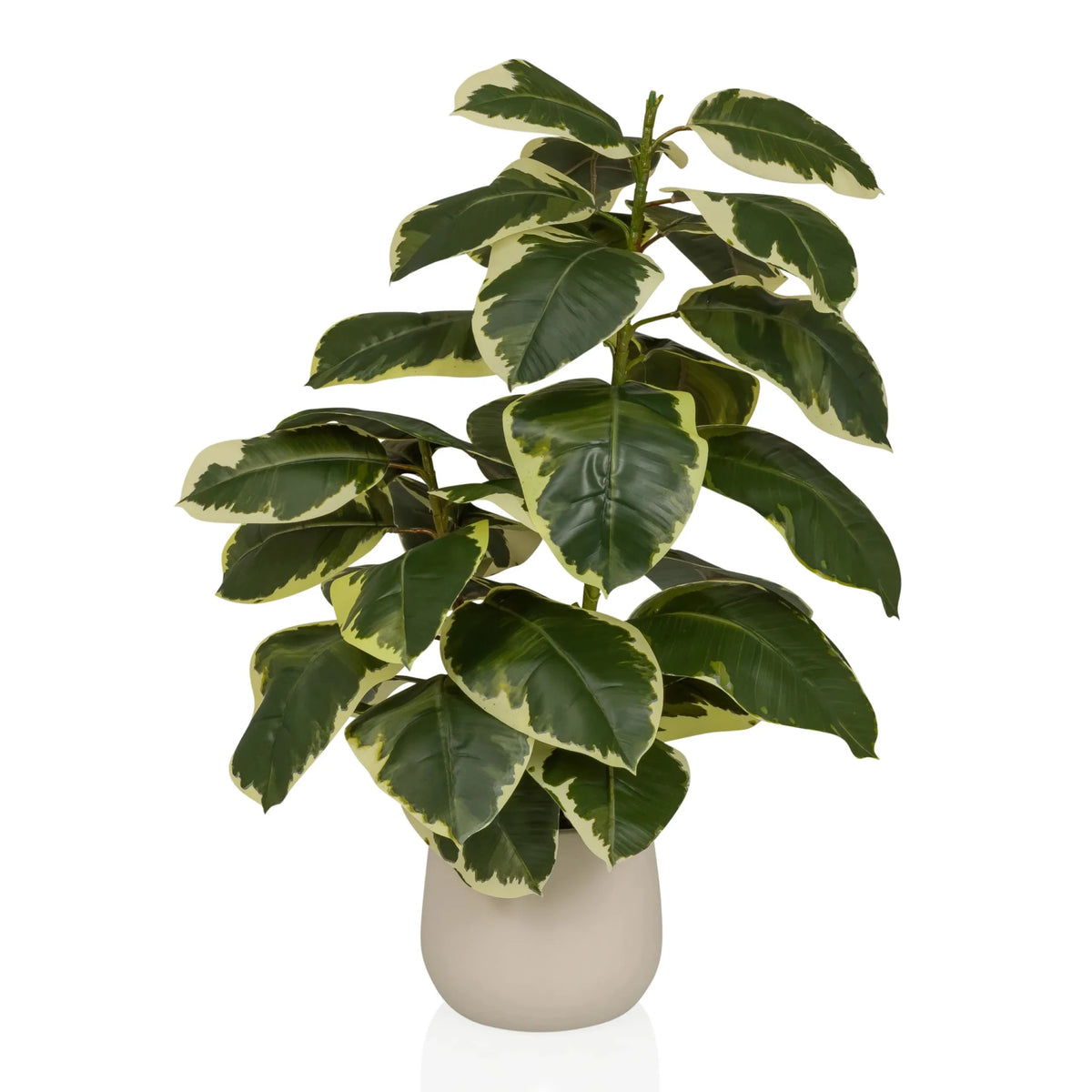Konstgjorda växter Ficus 3 i grönt och vitt med en beige ytterkruka från hjh OFFICE