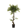 Grön Konstgjorda växter FICUS I med tvinnad stam i en svart kruka från hjh OFFICE