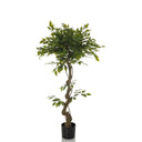 Grön Konstgjorda växter FICUS I med tvinnad stam i en svart kruka från hjh OFFICE