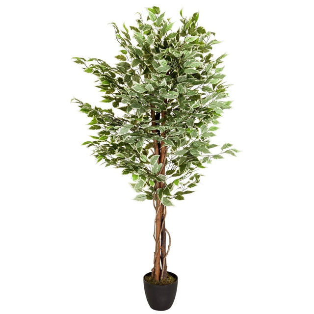 Konstgjorda växter FICUS med grönvita brokiga blad i en svart kruka från hjh OFFICE